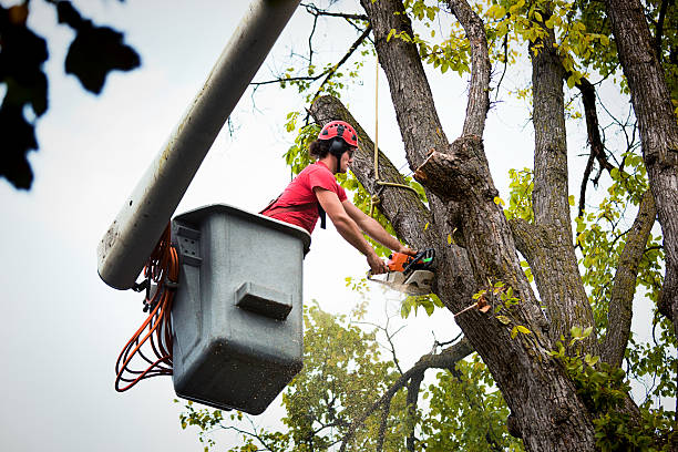 How Our Tree Care Process Works  in  Faxon, PA